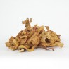Girolles sauvages françaises