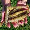 Crevettes fraiches impériales naturelles - Elevées en claires