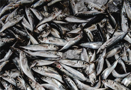 Quelles sont les meilleures sardines ?